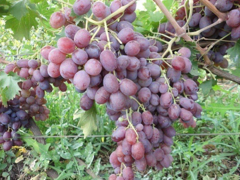 Виноград Абу-Хасан